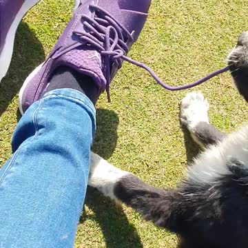 Dog doing untie my shoelace