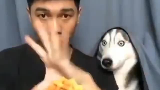 FUNNY DOG REACTION😂😂😂