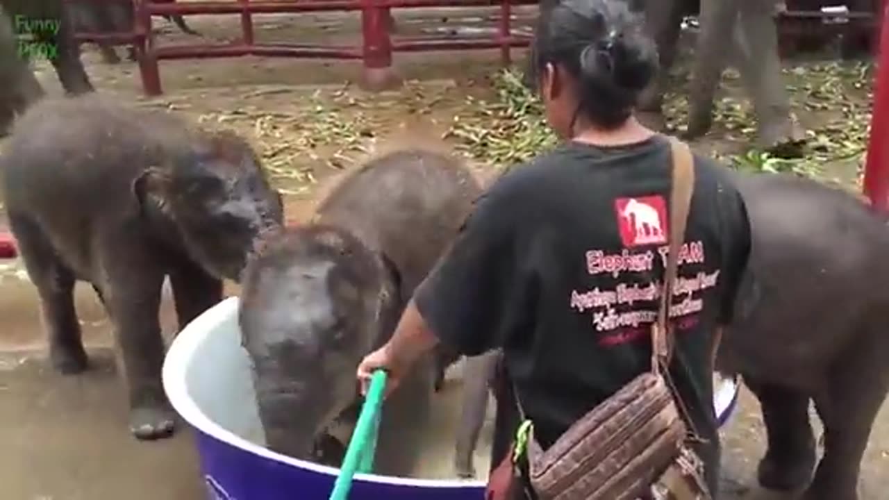 Struggling baby elephant gets a helping trunk from its mother - Yahoo Video Search Results