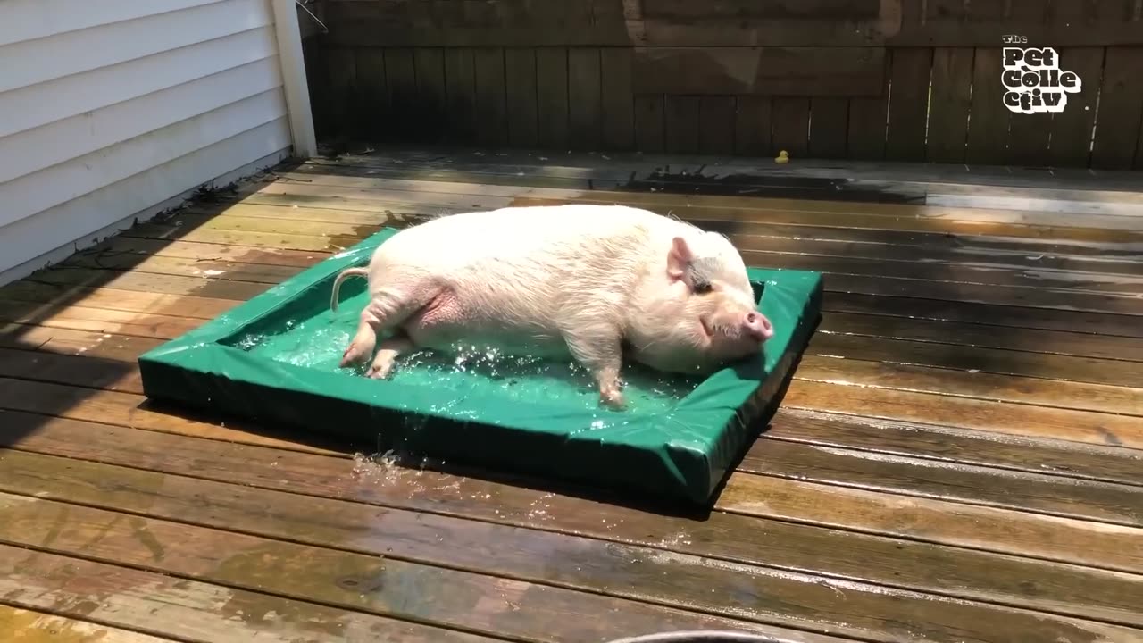 Animal fun vidio