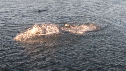 Dolphin feeding frenzy Gulf of Mexico