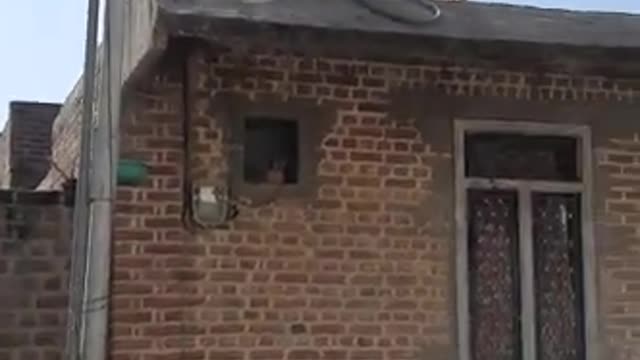 Funny monkey and dog