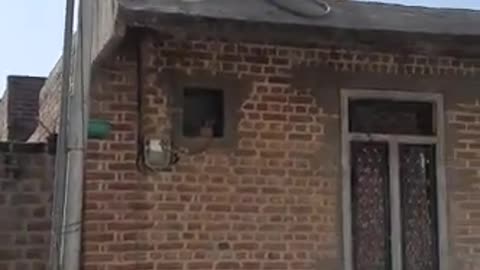 Funny monkey and dog