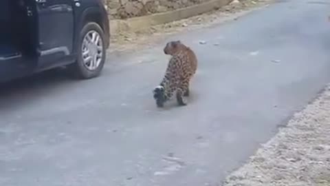 Leopard in public dangerous wild animals 🤯🐯