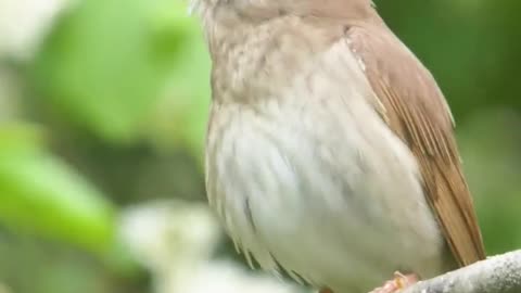 Nightingale chirping bird sounds