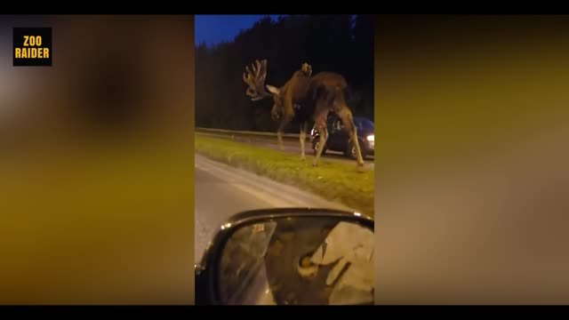 Giant Moose Nonchalantly Strolls On the Road Separator