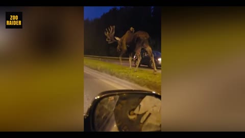 Giant Moose Nonchalantly Strolls On the Road Separator