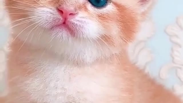 Cute Kitten Baby Cat Funny Cat Videos