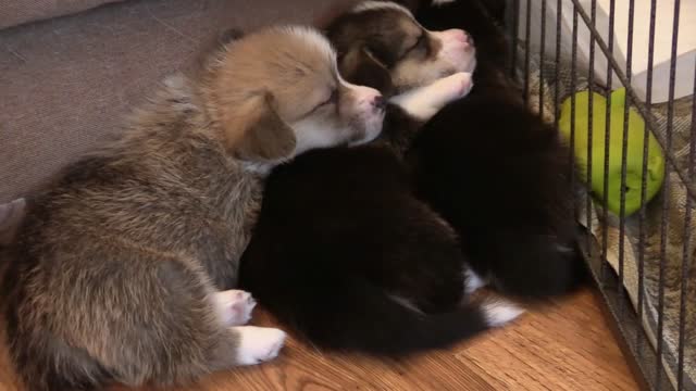 Puppy Corgi Sleeping Toy Paws Sleepy Welsh Corgi