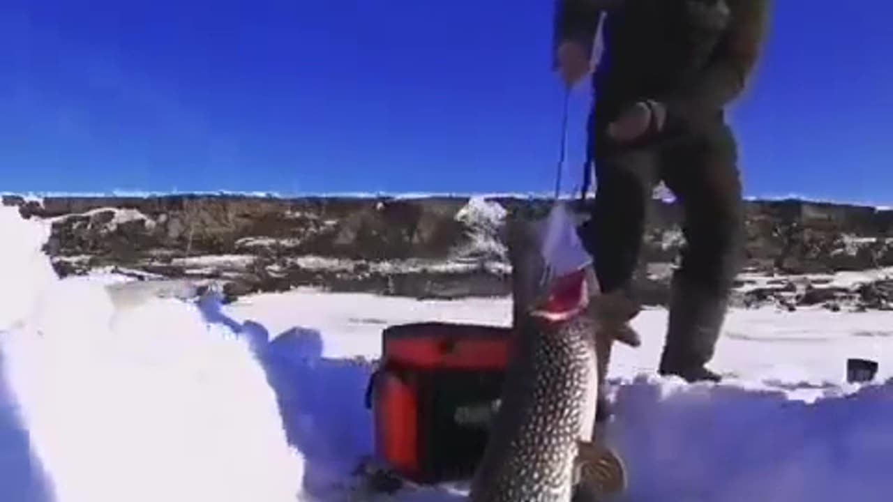 Monster Fish Caught Ice Fishing 😱