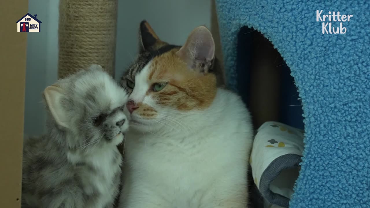 Cat At The Shelter's Only Friend Is This Stuffed Animal