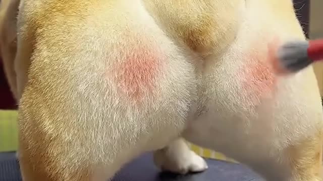 Does it know it's cute?