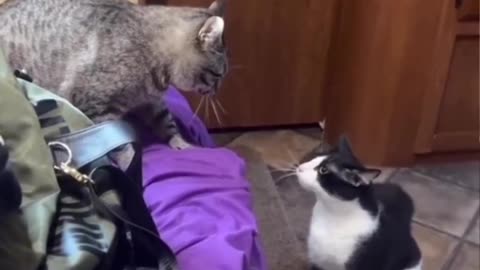 #animalsfun