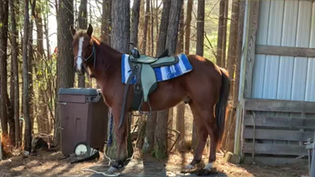 Time for colt tying lessons.