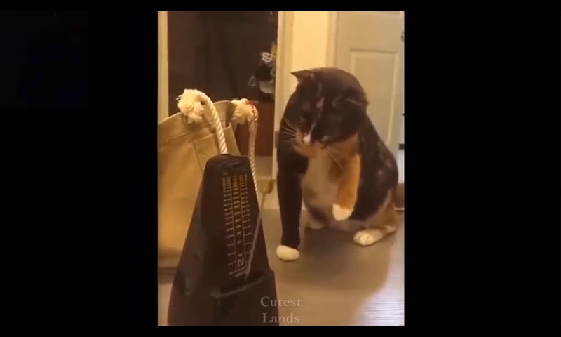 Funny animal video 33