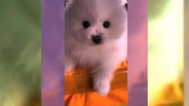 Cute Dogs with dance in girls