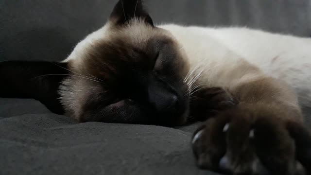 Cat Sleeping Mood_ Kitten