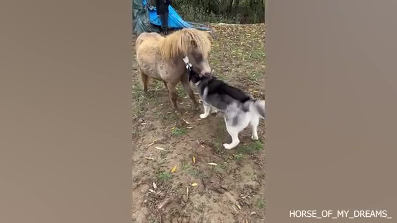 The dog is part cat ..funny dog video