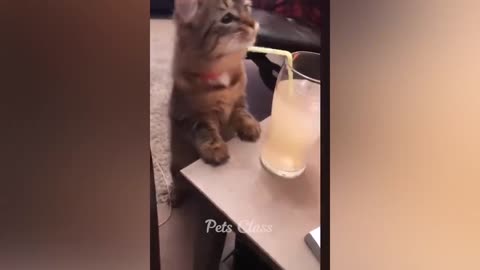 Different animal funny video