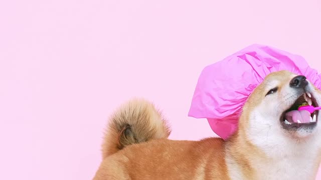 Cute Dog with Pink Shower Cap Biting Toothbrush