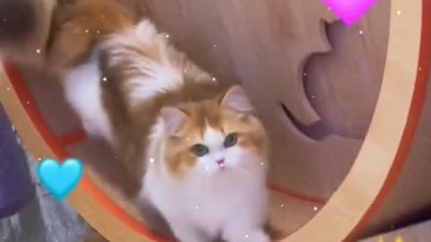 A cat that loves sports
