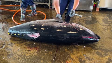 Amazing bluefin tuna cutting skills(2) Take you to understand