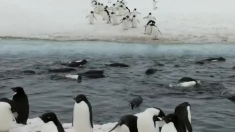 March of the Adélie Penguins to the sea ice crack.