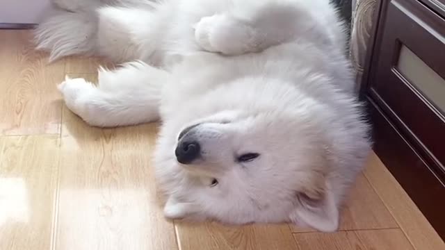 Another day of confession Samoyed jam