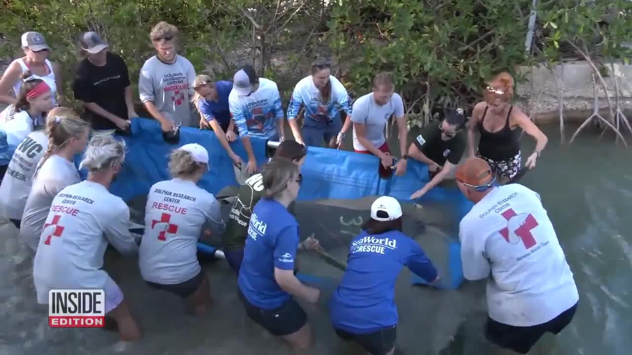 3 Rehabbed Manatees Released in Keys Canal