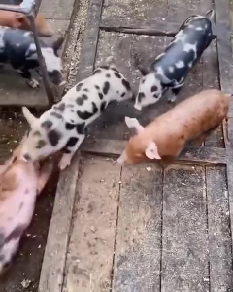 Pigs know how to have fun