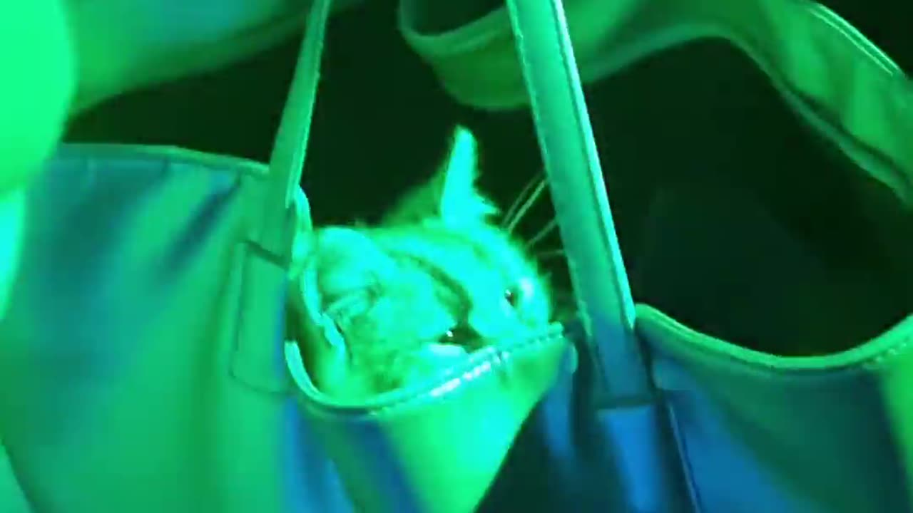 Cat Stashed in Purse at the Club