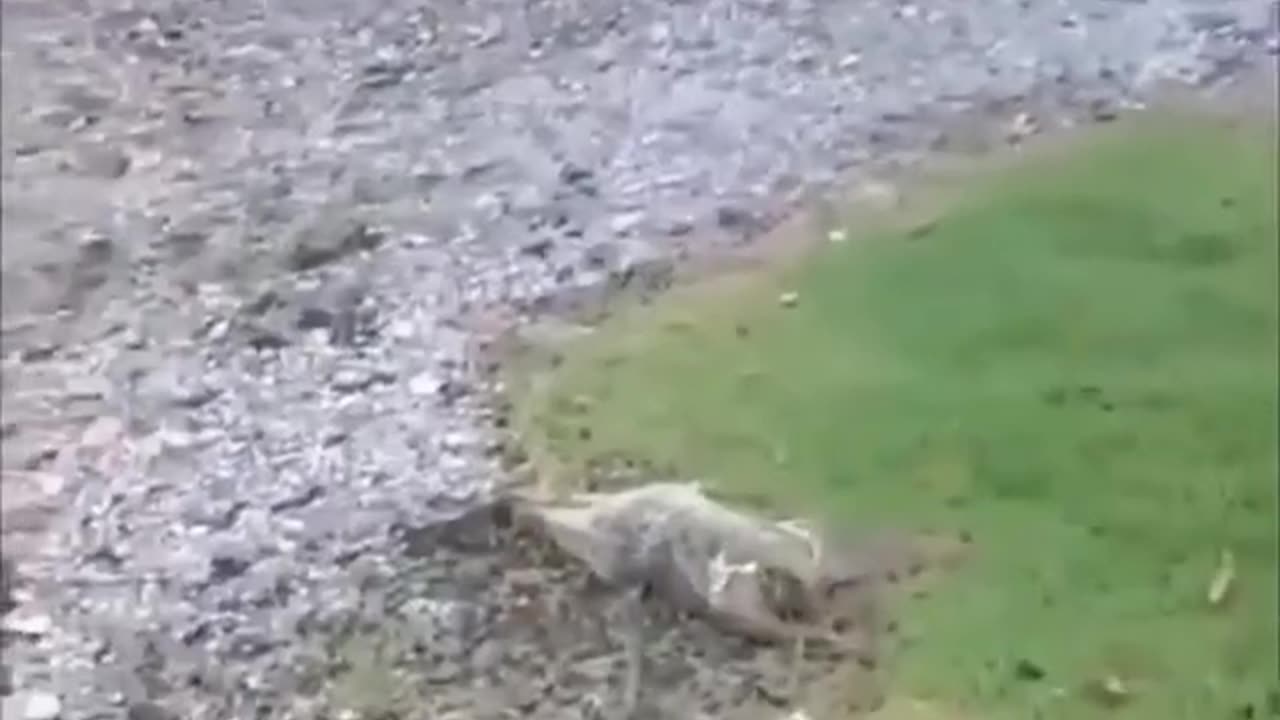 What do you think this creature is?