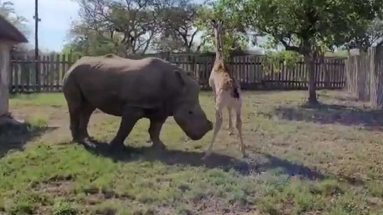 Baby giraffe loves her rhino friend