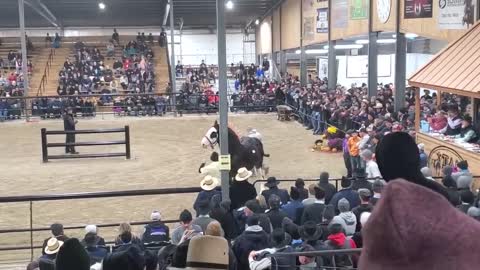 $100,000 Clydesdale Stallion at Topeka!