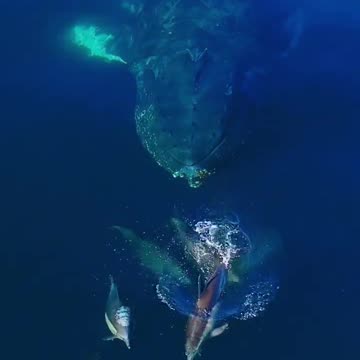 dolphins swimming together with whale