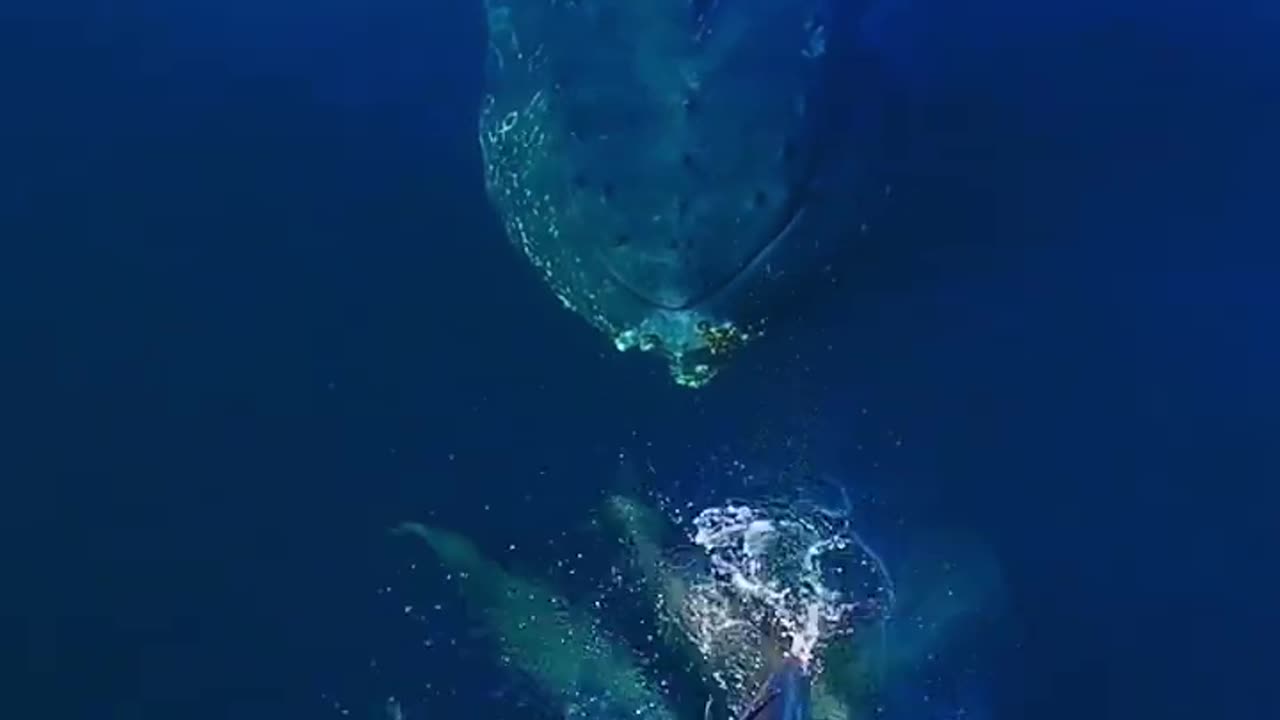 dolphins swimming together with whale