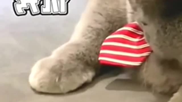 Haha so funny cat trick