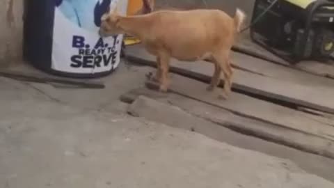 😂 🤣