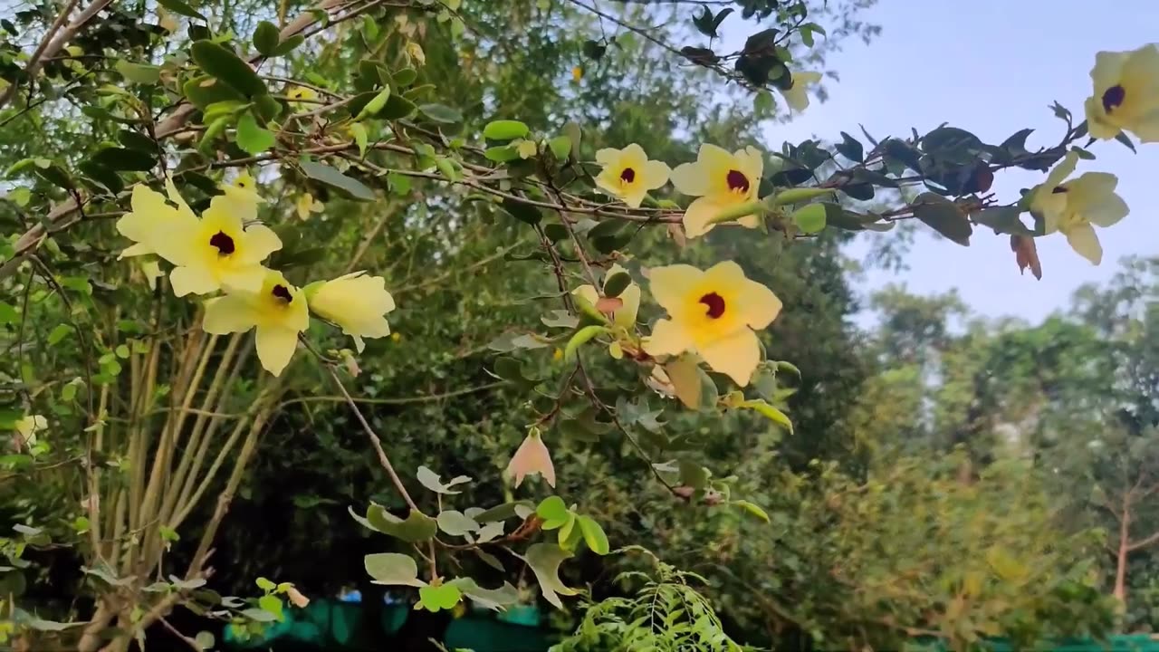 Bauhinia Tomentosa, Yellow Bell Small Orchid Tree Shrub, St. Thomas