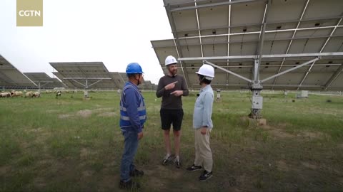 Unexpected 'residents' at the world's highest capacity hydro-solar power station