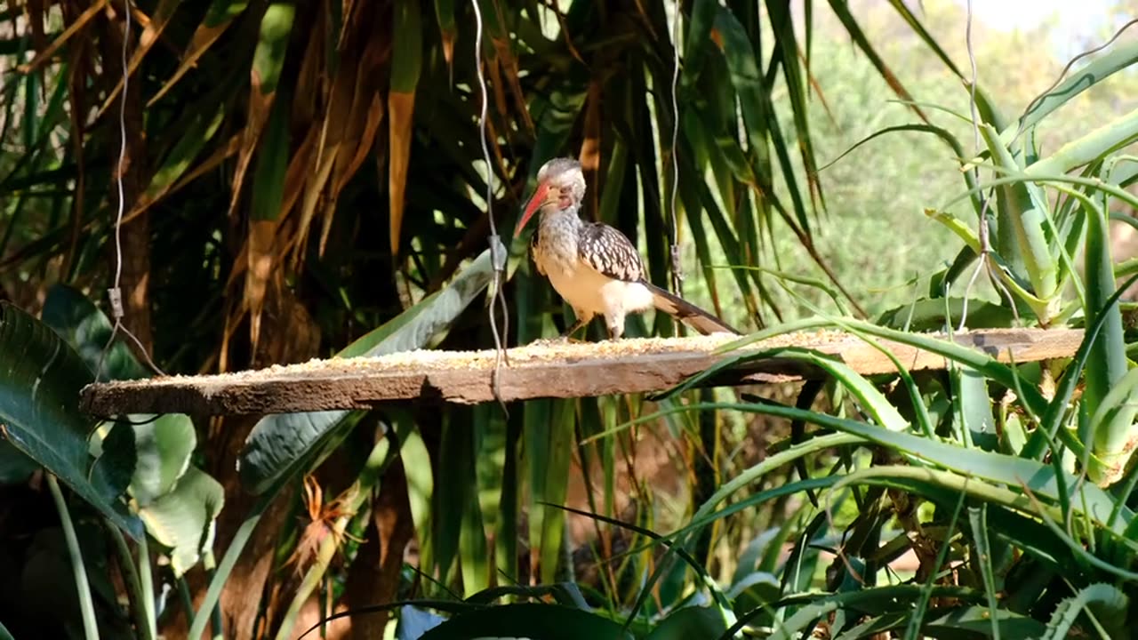 Nature and birds