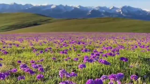 Many purple flowers bloom on the endless field, making people feel happy