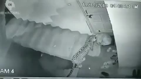 Leopard attacks grumpy dog ​​indoors