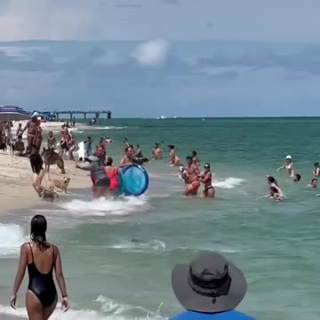 Hammer Head Shark Spotted Eating Lunch At Haulover Mia