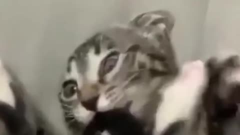 Funniest Cats And Dogs Video 😉 best funniest animals in 2023