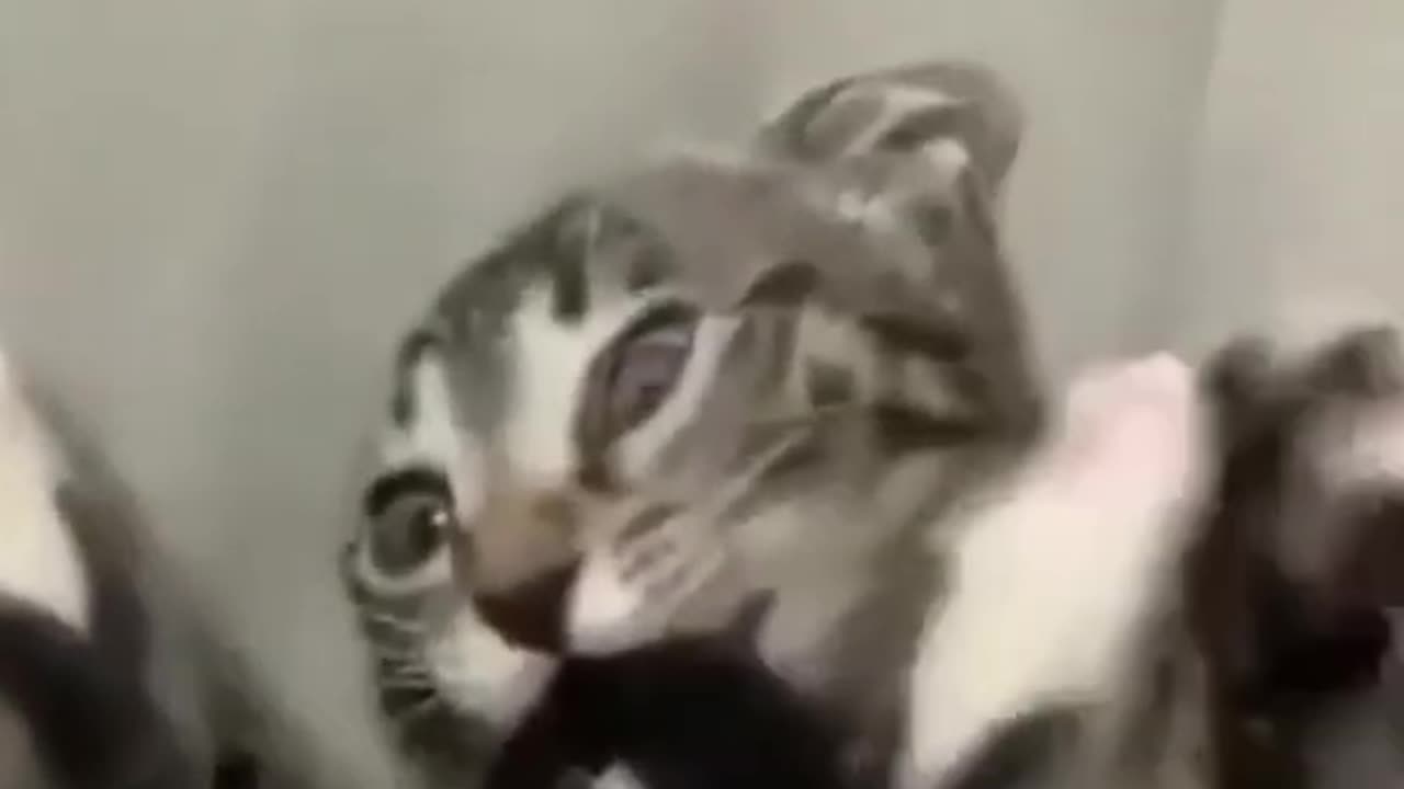 Funniest Cats And Dogs Video 😉 best funniest animals in 2023
