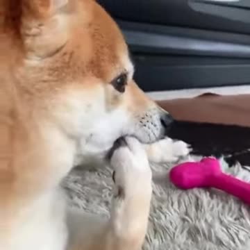 Nervous doggg🥺✌️🔥🔥🤣🤣#shorts # funny animal