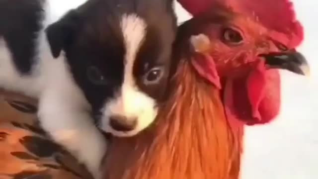 The dog rides the chicken!