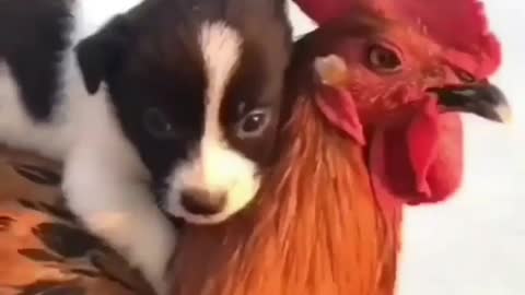 The dog rides the chicken!