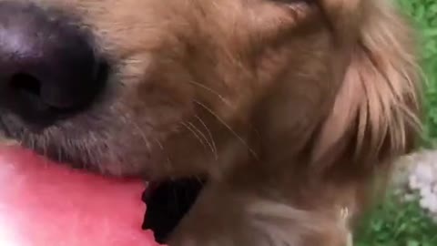 Golden retriever likes to eat watermelon